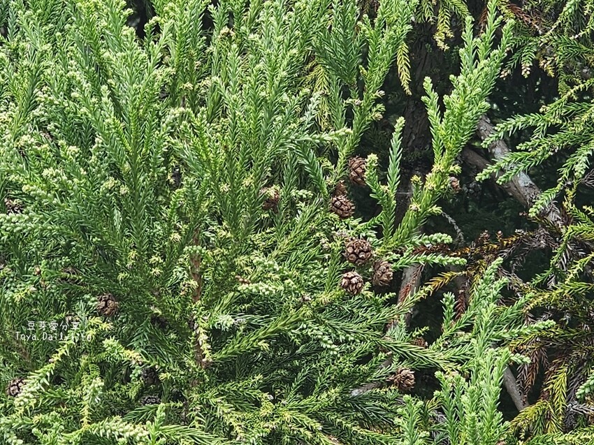 清境農場｜青青草原看綿羊秀及馬術秀 . 走走天空步道 . 逛逛小瑞士花園 🌱豆芽愛玩在南投