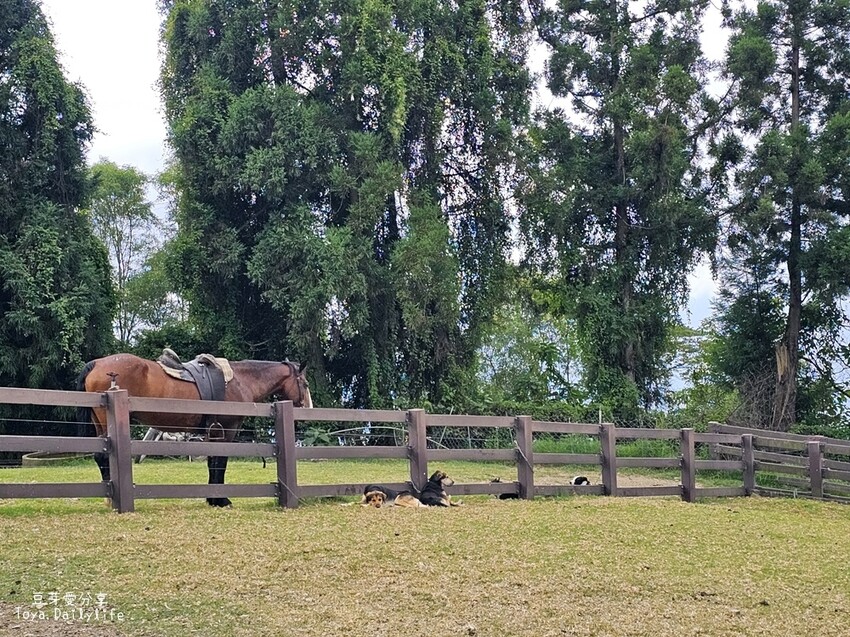 清境農場｜青青草原看綿羊秀及馬術秀 . 走走天空步道 . 逛逛小瑞士花園 🌱豆芽愛玩在南投