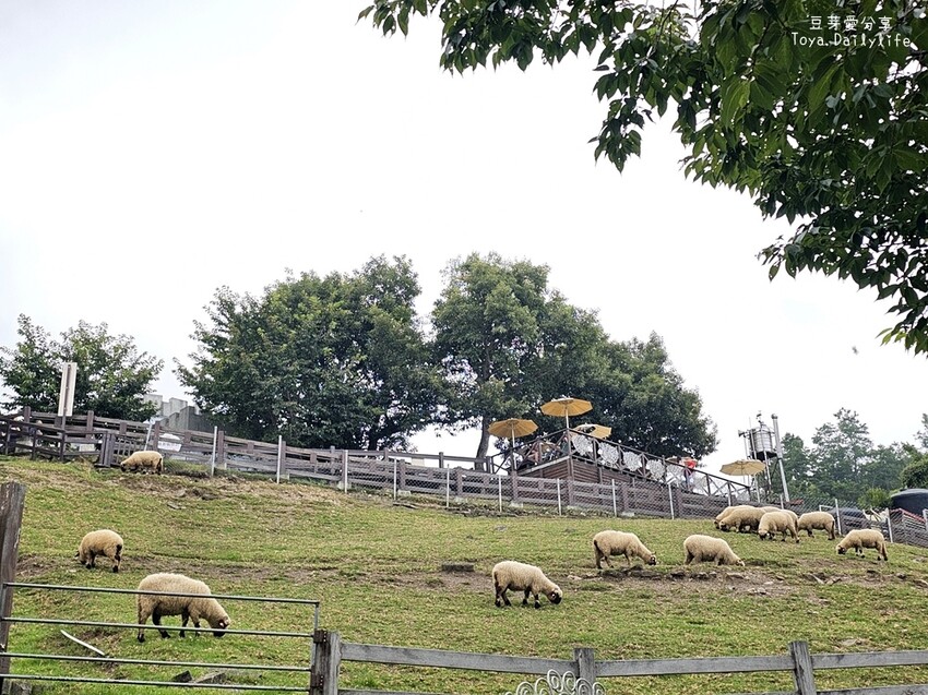 清境農場｜青青草原看綿羊秀及馬術秀 . 走走天空步道 . 逛逛小瑞士花園 🌱豆芽愛玩在南投