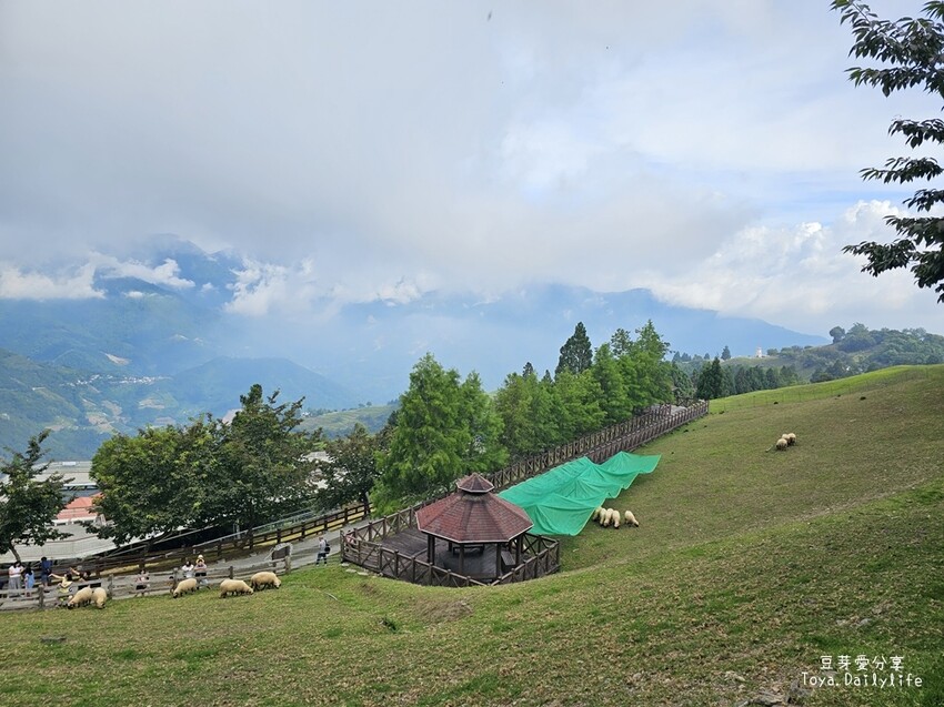 清境農場｜青青草原看綿羊秀及馬術秀 . 走走天空步道 . 逛逛小瑞士花園 🌱豆芽愛玩在南投