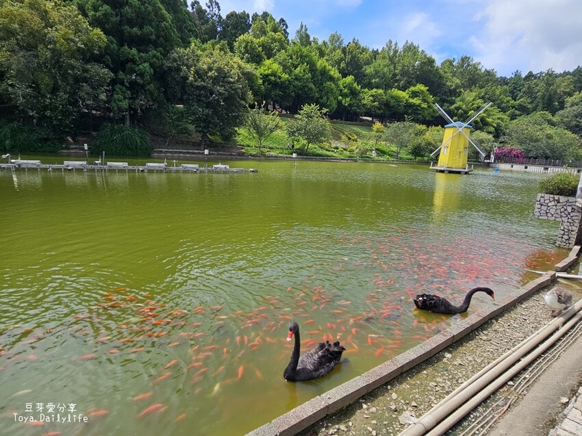 清境農場｜青青草原看綿羊秀及馬術秀 . 走走天空步道 . 逛逛小瑞士花園 🌱豆芽愛玩在南投