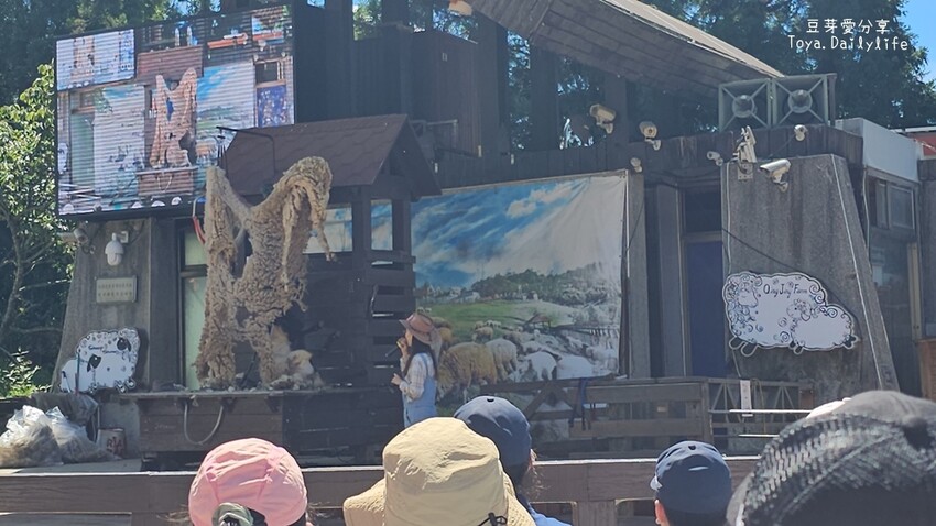 清境農場｜青青草原看綿羊秀及馬術秀 . 走走天空步道 . 逛逛小瑞士花園 🌱豆芽愛玩在南投