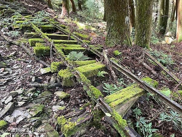 宜蘭》「太平山蹦蹦車+茂興懷舊步道」旅遊全攻略|教你如何美拍
