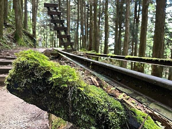 宜蘭》「太平山蹦蹦車+茂興懷舊步道」旅遊全攻略|教你如何美拍