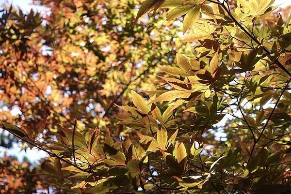 宜蘭》「太平山蹦蹦車+茂興懷舊步道」旅遊全攻略|教你如何美拍