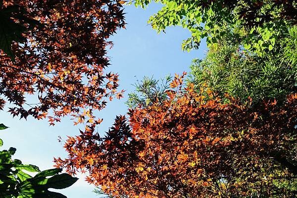 宜蘭》「太平山蹦蹦車+茂興懷舊步道」旅遊全攻略|教你如何美拍