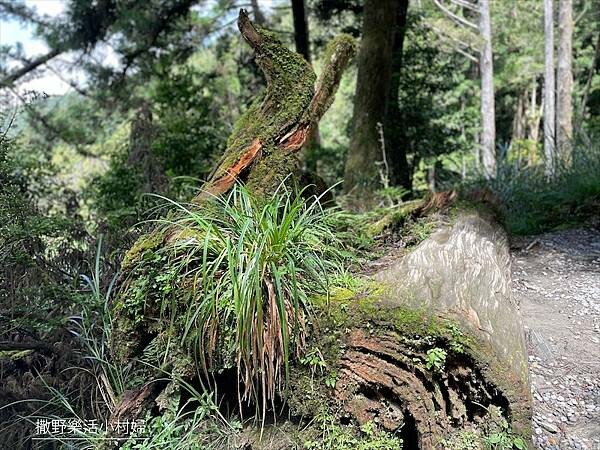宜蘭》「太平山蹦蹦車+茂興懷舊步道」旅遊全攻略|教你如何美拍