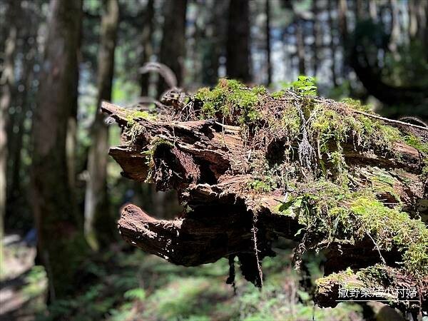 宜蘭》「太平山蹦蹦車+茂興懷舊步道」旅遊全攻略|教你如何美拍
