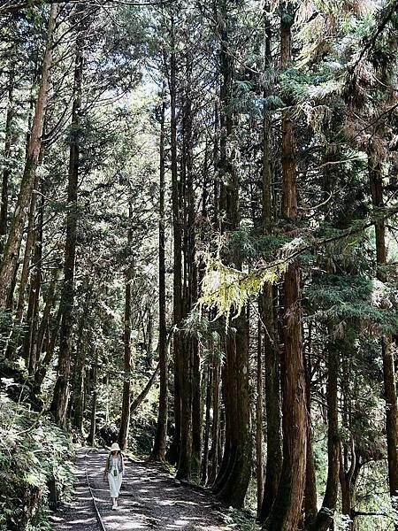 宜蘭》「太平山蹦蹦車+茂興懷舊步道」旅遊全攻略|教你如何美拍