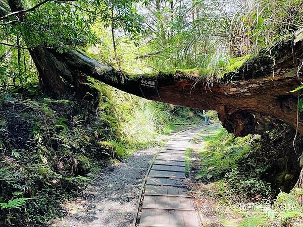 宜蘭》「太平山蹦蹦車+茂興懷舊步道」旅遊全攻略|教你如何美拍