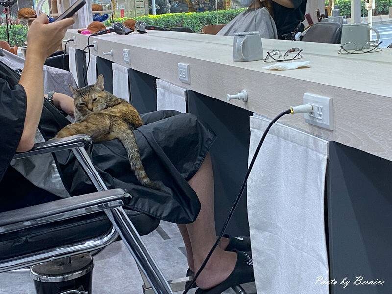 旭 Asahi hair space 內湖概念店~店貓陪你一起變靚麗帥氣 @Bernice的隨手筆記