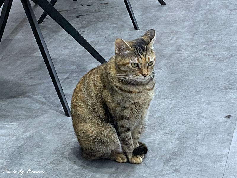 旭 Asahi hair space 內湖概念店~店貓陪你一起變靚麗帥氣 @Bernice的隨手筆記