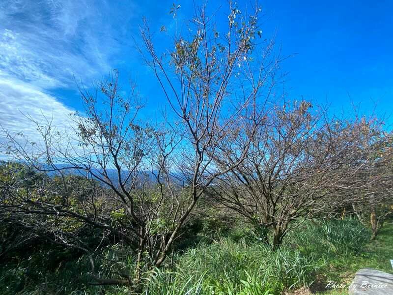 姜子寮展望台/姜子頭山展望台~樹太高看不到什麼景但卻是個休息好地方 @Bernice的隨手筆記
