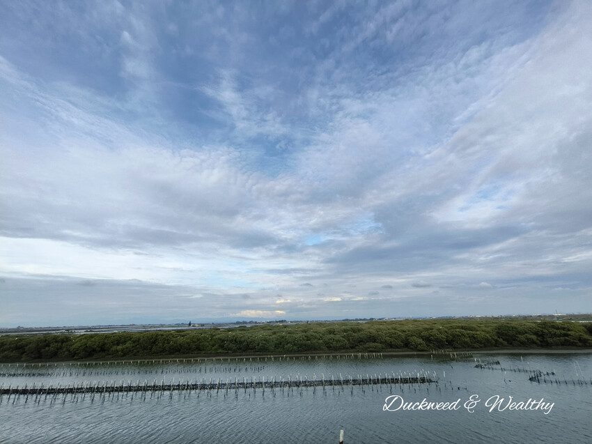 【台南景點】「七股紅樹林保護區」∣賞鳥、大啖海鮮美食來一趟濱海小旅行∣漫遊臺南濱海線∣