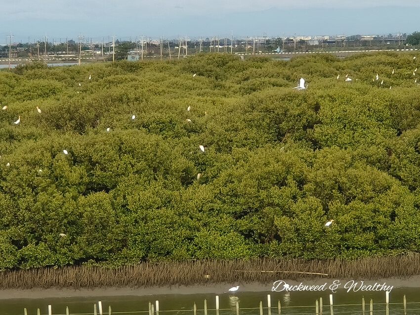 【台南景點】「七股紅樹林保護區」∣賞鳥、大啖海鮮美食來一趟濱海小旅行∣漫遊臺南濱海線∣