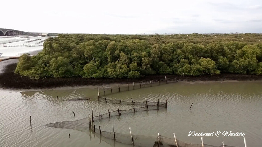 【台南景點】「七股紅樹林保護區」∣賞鳥、大啖海鮮美食來一趟濱海小旅行∣漫遊臺南濱海線∣
