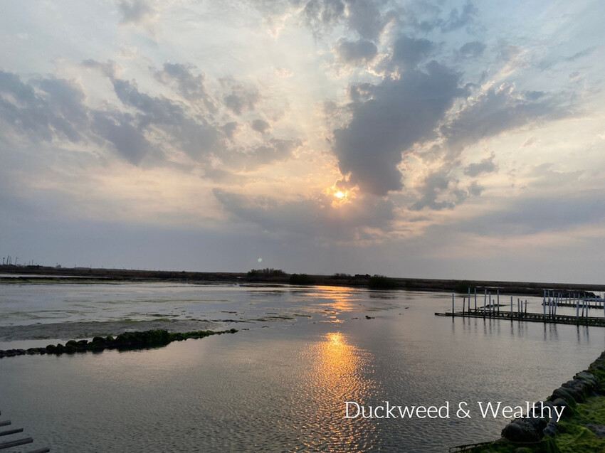 【台南將軍】青鯤鯓網美景點「生命之樹」|海上純白雙面扇形地景藝術|美拍取景角度介紹|