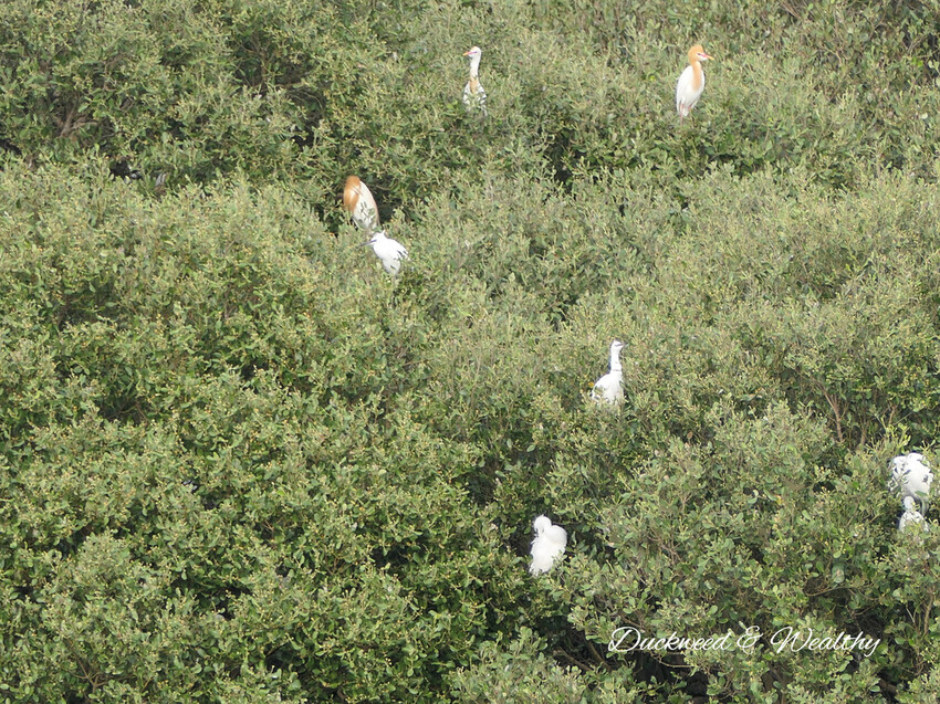 【台南景點】「七股紅樹林保護區」∣賞鳥、大啖海鮮美食來一趟濱海小旅行∣漫遊臺南濱海線∣