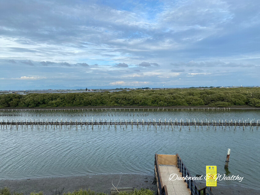 【台南景點】「七股紅樹林保護區」∣賞鳥、大啖海鮮美食來一趟濱海小旅行∣漫遊臺南濱海線∣