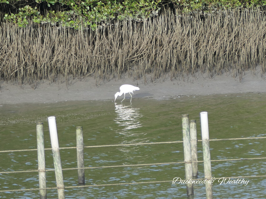 【台南景點】「七股紅樹林保護區」∣賞鳥、大啖海鮮美食來一趟濱海小旅行∣漫遊臺南濱海線∣