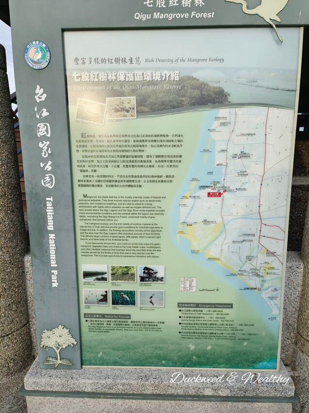 【台南景點】「七股紅樹林保護區」∣賞鳥、大啖海鮮美食來一趟濱海小旅行∣漫遊臺南濱海線∣