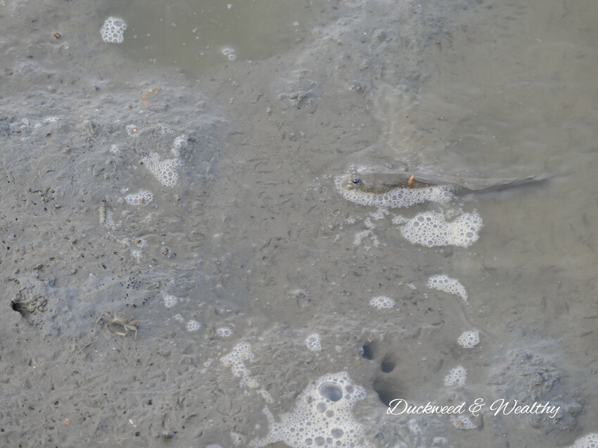 【台南景點】「七股紅樹林保護區」∣賞鳥、大啖海鮮美食來一趟濱海小旅行∣漫遊臺南濱海線∣