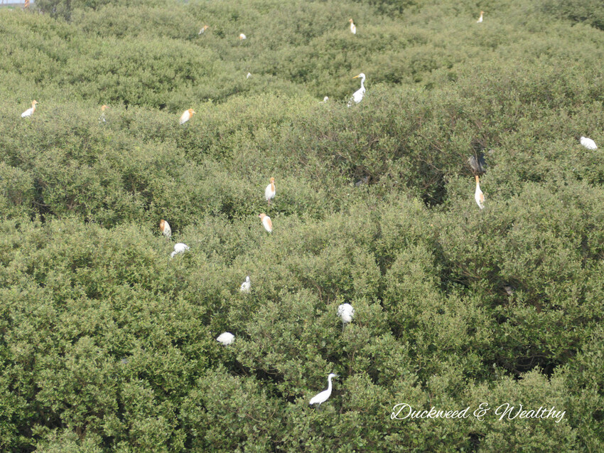 【台南景點】「七股紅樹林保護區」∣賞鳥、大啖海鮮美食來一趟濱海小旅行∣漫遊臺南濱海線∣