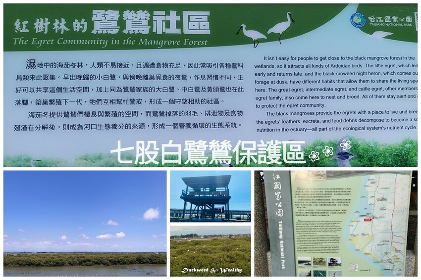 【台南景點】「七股紅樹林保護區」∣賞鳥、大啖海鮮美食來一趟濱海小旅行∣漫遊臺南濱海線∣