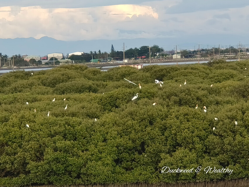 【台南景點】「七股紅樹林保護區」∣賞鳥、大啖海鮮美食來一趟濱海小旅行∣漫遊臺南濱海線∣