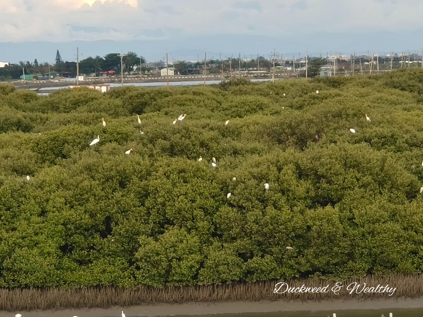 【台南景點】「七股紅樹林保護區」∣賞鳥、大啖海鮮美食來一趟濱海小旅行∣漫遊臺南濱海線∣