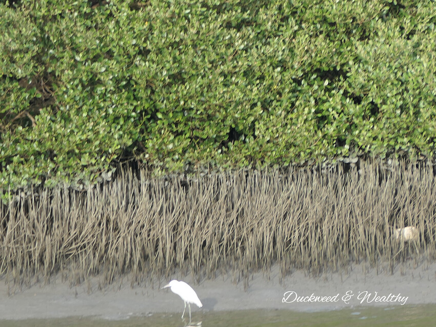 【台南景點】「七股紅樹林保護區」∣賞鳥、大啖海鮮美食來一趟濱海小旅行∣漫遊臺南濱海線∣