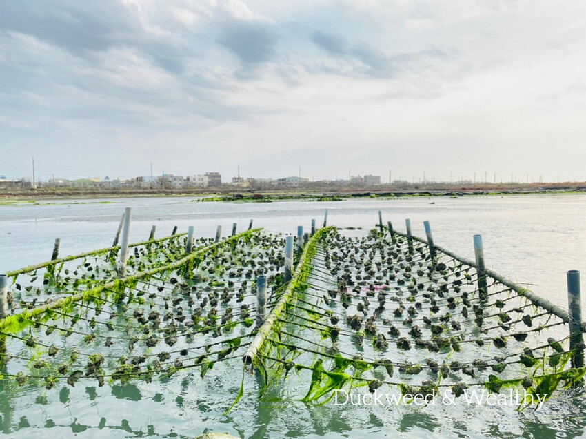 【台南將軍】青鯤鯓網美景點「生命之樹」|海上純白雙面扇形地景藝術|美拍取景角度介紹|