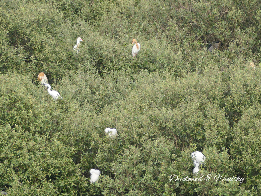 【台南景點】「七股紅樹林保護區」∣賞鳥、大啖海鮮美食來一趟濱海小旅行∣漫遊臺南濱海線∣