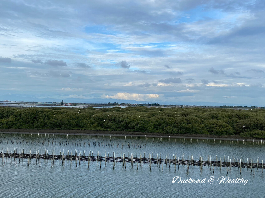 【台南景點】「七股紅樹林保護區」∣賞鳥、大啖海鮮美食來一趟濱海小旅行∣漫遊臺南濱海線∣
