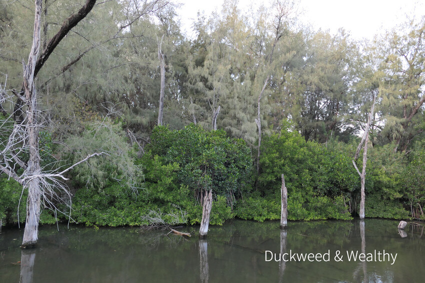 【台南北門景點】「雙春濱海遊憩區」質感景點推薦∣絕美紅樹林木棧步道∣湖邊風光沙灘踏浪∣所有享受一次滿足∣