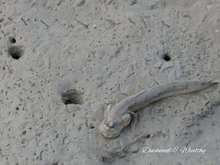 【台南景點】「七股紅樹林保護區」∣賞鳥、大啖海鮮美食來一趟濱海小旅行∣漫遊臺南濱海線∣