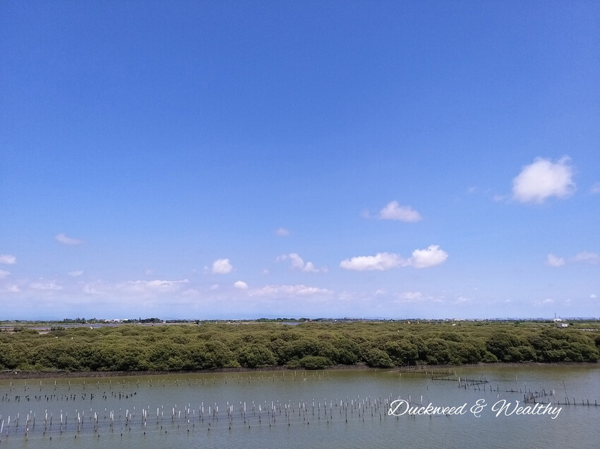 【台南景點】「七股紅樹林保護區」∣賞鳥、大啖海鮮美食來一趟濱海小旅行∣漫遊臺南濱海線∣