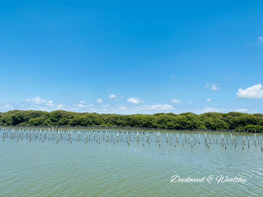 【台南景點】「七股紅樹林保護區」∣賞鳥、大啖海鮮美食來一趟濱海小旅行∣漫遊臺南濱海線∣