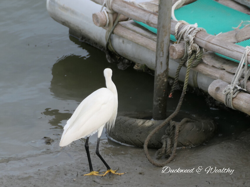 【台南景點】「七股紅樹林保護區」∣賞鳥、大啖海鮮美食來一趟濱海小旅行∣漫遊臺南濱海線∣