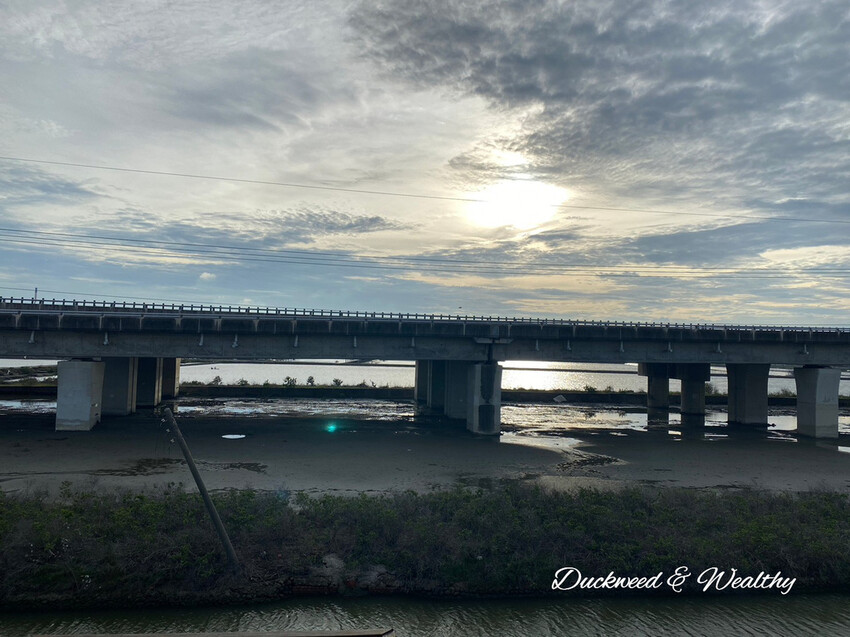 【台南景點】「七股紅樹林保護區」∣賞鳥、大啖海鮮美食來一趟濱海小旅行∣漫遊臺南濱海線∣
