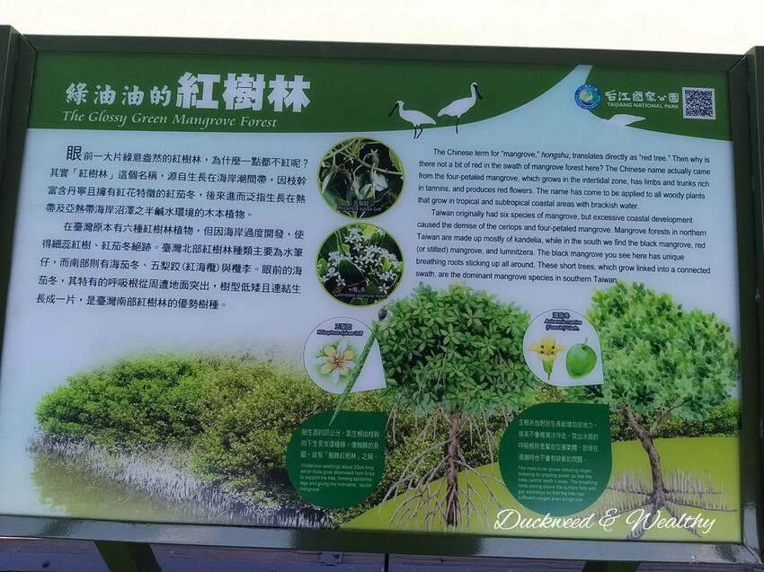 【台南景點】「七股紅樹林保護區」∣賞鳥、大啖海鮮美食來一趟濱海小旅行∣漫遊臺南濱海線∣