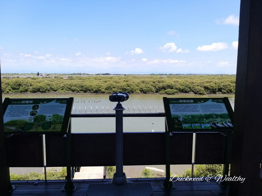 【台南景點】「七股紅樹林保護區」∣賞鳥、大啖海鮮美食來一趟濱海小旅行∣漫遊臺南濱海線∣