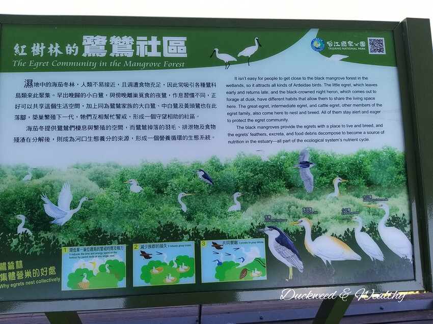 【台南景點】「七股紅樹林保護區」∣賞鳥、大啖海鮮美食來一趟濱海小旅行∣漫遊臺南濱海線∣