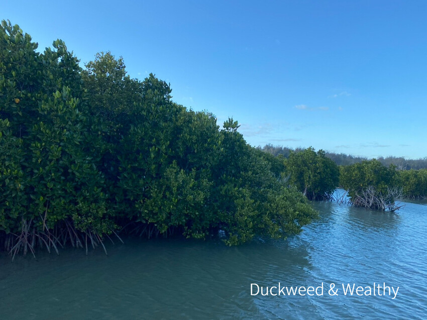 【台南北門景點】「雙春濱海遊憩區」質感景點推薦∣絕美紅樹林木棧步道∣湖邊風光沙灘踏浪∣所有享受一次滿足∣