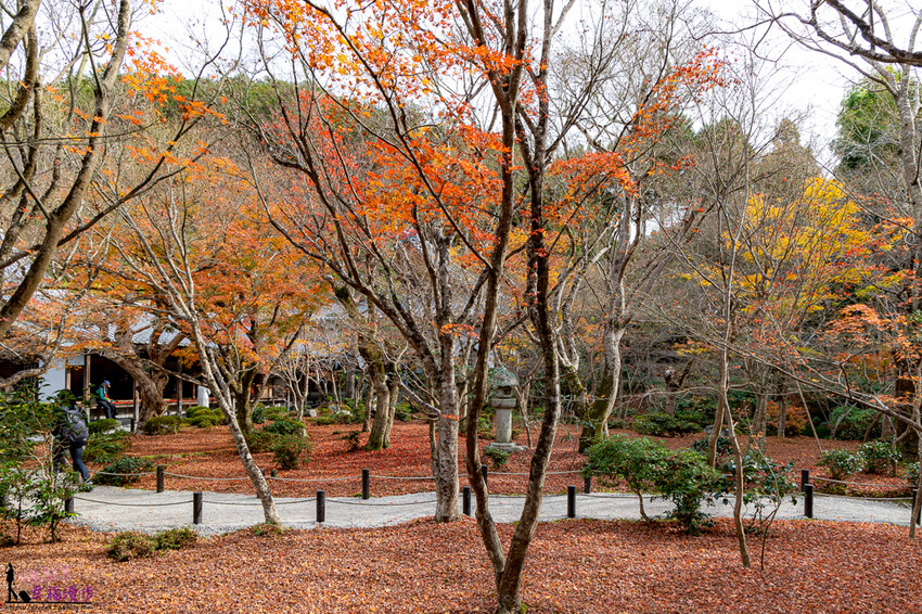 圓光寺|京都府日本–欣賞奔龍石庭的枯山水景色和十牛之庭的楓葉美景,庭園中的小地藏好可愛