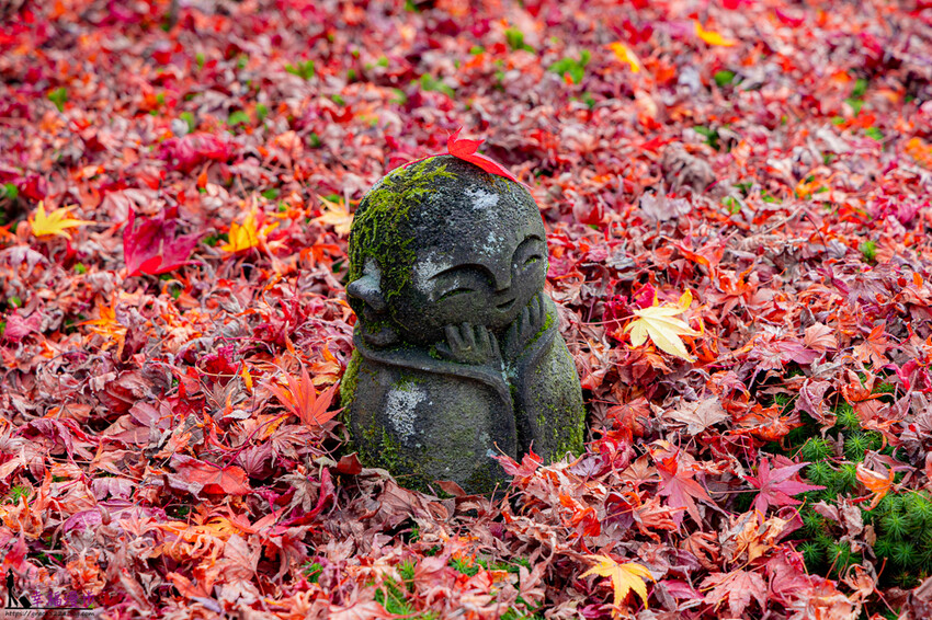 圓光寺|京都府日本–欣賞奔龍石庭的枯山水景色和十牛之庭的楓葉美景,庭園中的小地藏好可愛