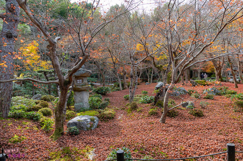 圓光寺|京都府日本–欣賞奔龍石庭的枯山水景色和十牛之庭的楓葉美景,庭園中的小地藏好可愛
