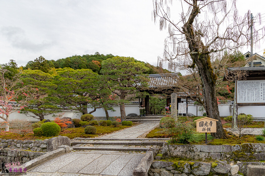 圓光寺|京都府日本–欣賞奔龍石庭的枯山水景色和十牛之庭的楓葉美景,庭園中的小地藏好可愛
