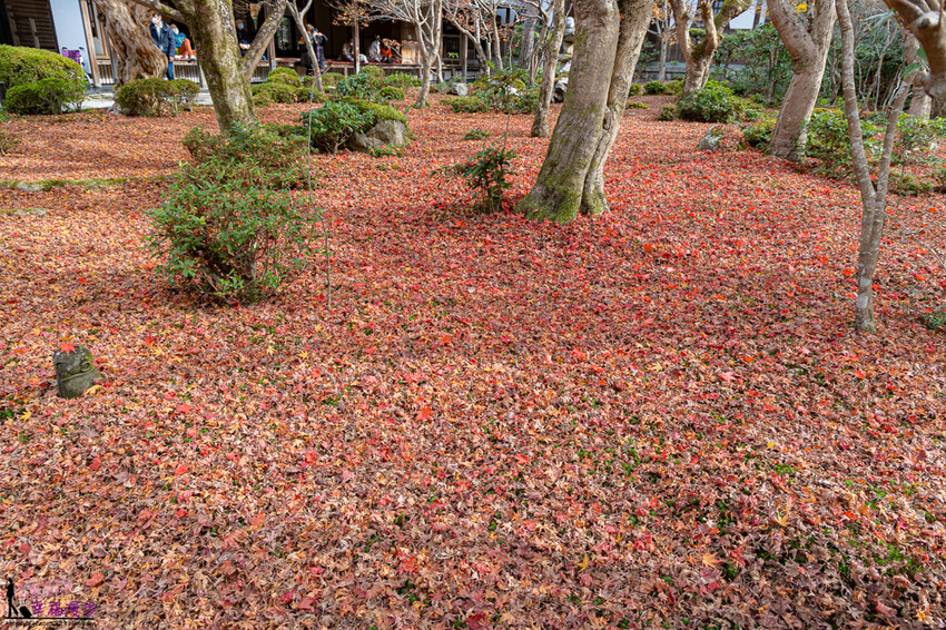 圓光寺|京都府日本–欣賞奔龍石庭的枯山水景色和十牛之庭的楓葉美景,庭園中的小地藏好可愛