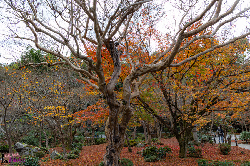 圓光寺|京都府日本–欣賞奔龍石庭的枯山水景色和十牛之庭的楓葉美景,庭園中的小地藏好可愛